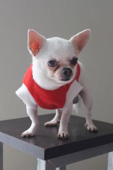 Sitting Chihuahua in red shirt