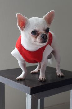 Sitting Chihuahua in red shirt