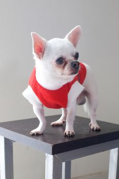 Sitting Chihuahua in red shirt
