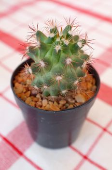 Small cactus in black plastic pot