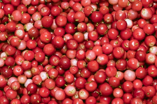 Close-up of ripe cowberry for texture or background