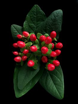 Bouquet of hypericum plants (twigs with red berries) on wooden background. Traditional christmas decoration.