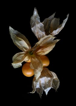 Cape gooseberry. The plants in the family Solanaceae, which is the same family as tomatoes, potatoes, tomatoes, eggplant and purple branches of a plant. It is a fin Heavily coated Its flowers are axillary flowers hanging down.