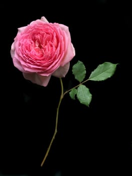 Beautiful ,English Rose on a black background