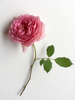 Beautiful ,English Rose on a white background