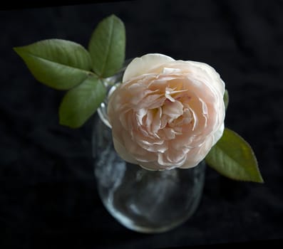Beautiful ,English Rose on a black background