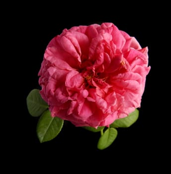 English Rose