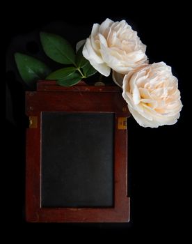 Frame roses lay on a black background.