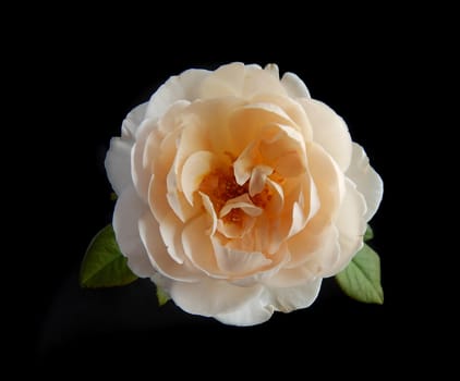 Beautiful English roses on black background