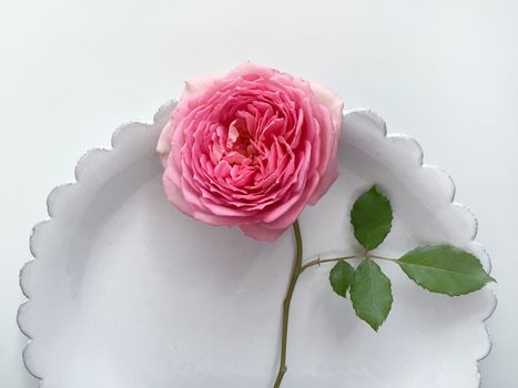 English Rose ,white bowl