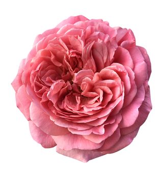 Beautiful English roses on white background,with clipping path