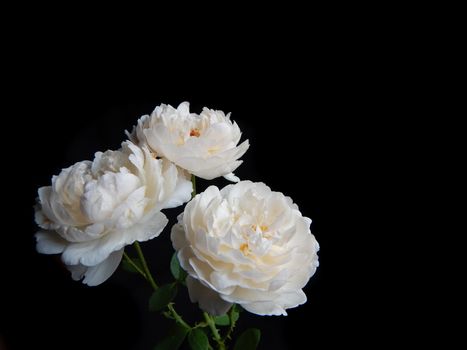 Winchester Cathedral ,English rose