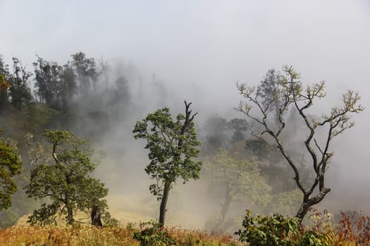 Landscape full of fog and tree on the mountain