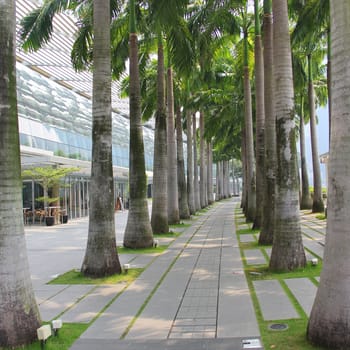 Row of palm trees with walking path