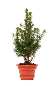 Small fir tree in ceramic pot on white background