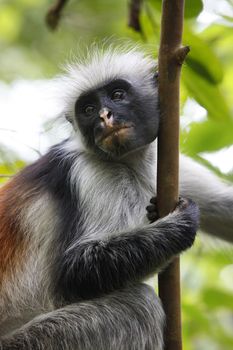 Black-and-white colobus monkey on a tree in rainforest in Zanzibar