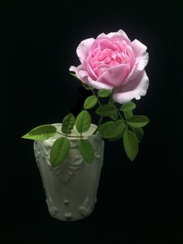 English rose