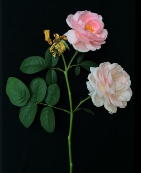 English rose