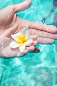 Female and baby hands holding white flower in turquoise pool water