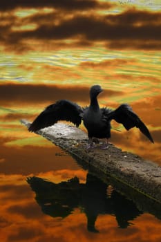 A river bird stretching its wings on the banks of a river at the time of sunset.                               