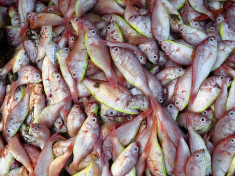 A background with a view of a catch of pink colored fish.                               