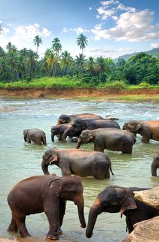 Herd of elephants in river of jungle