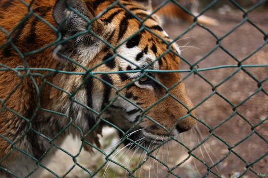 Tiger portrait