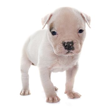 puppy american bulldog in front of white background