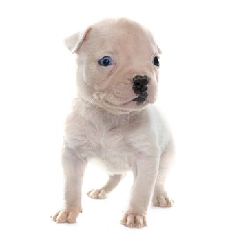 puppy american bulldog in front of white background