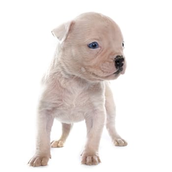 puppy american bulldog in front of white background