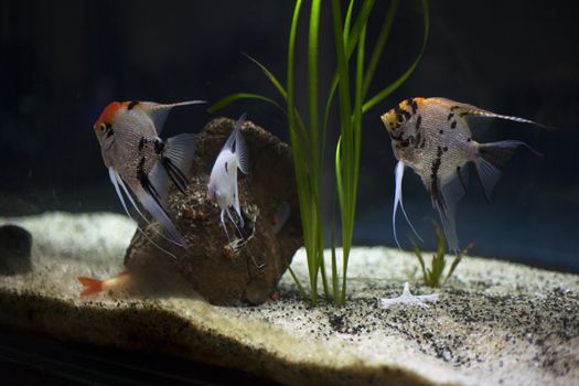 group of angelfish swimming in aquarium