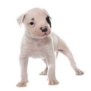 puppy american bulldog in front of white background