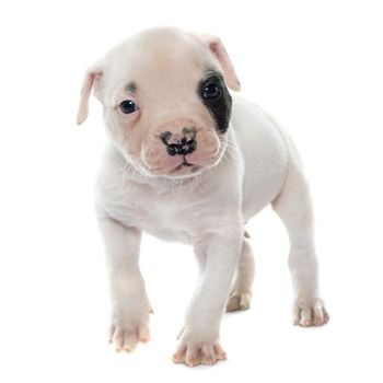 puppy american bulldog in front of white background