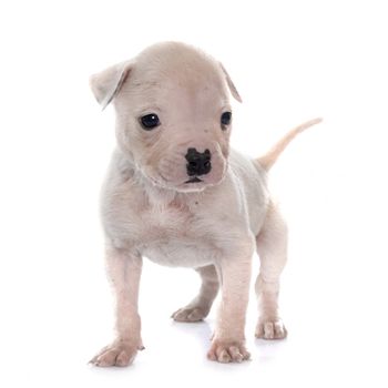 puppy american bulldog in front of white background