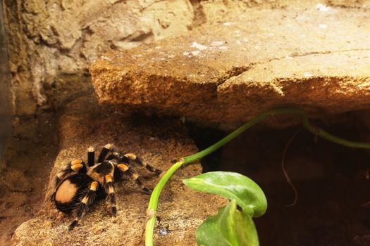 Spider under a ledge (lat. Brachypelma Smithi) (shalow dof)