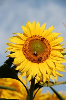 Sunflowers field