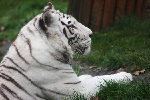 White tiger on the grass