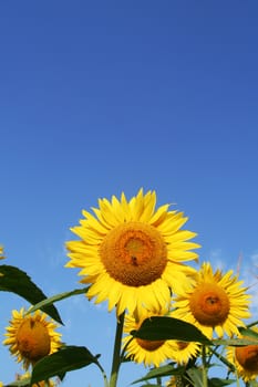 Sunflowers field