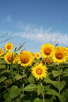 Sunflowers field