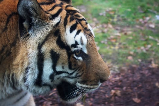 Tiger portrait