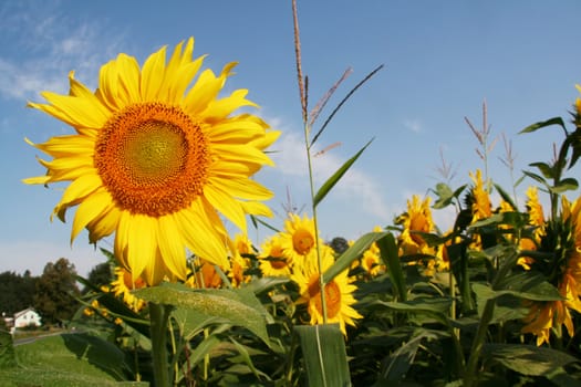 Sunflowers field