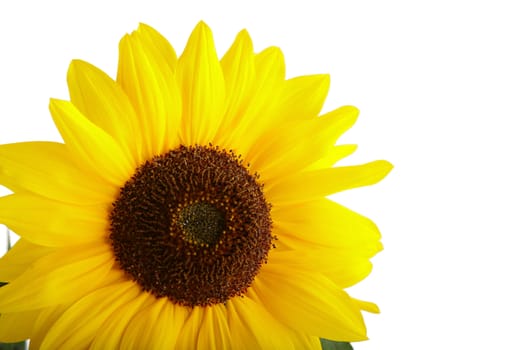 Sunflower on white background