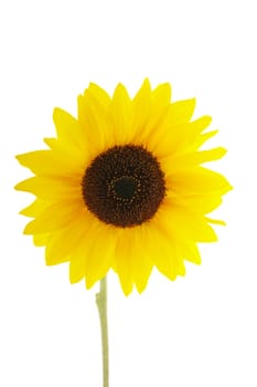 Sunflower on white background