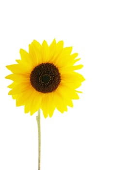 Sunflower on white background