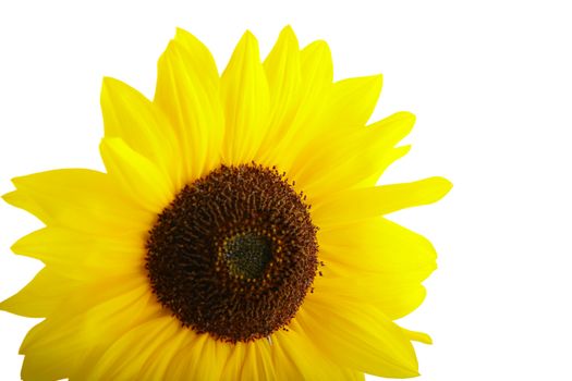 Sunflower on white background