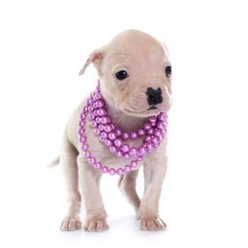 puppy american bulldog in front of white background