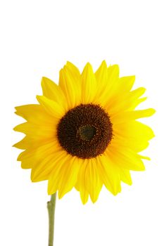 Sunflower on white background