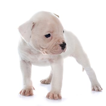 puppy american bulldog in front of white background