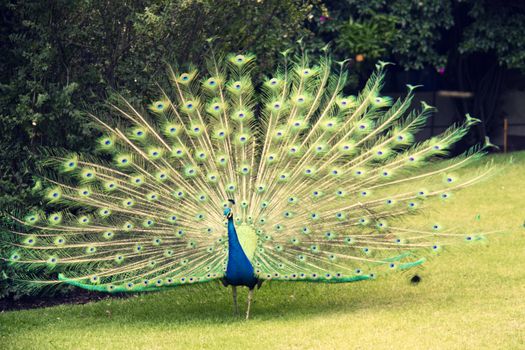 Peacock in the park