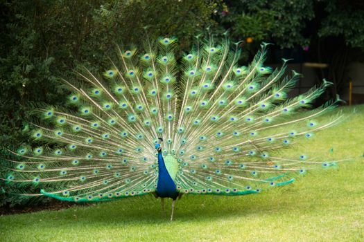 Peacock in the park